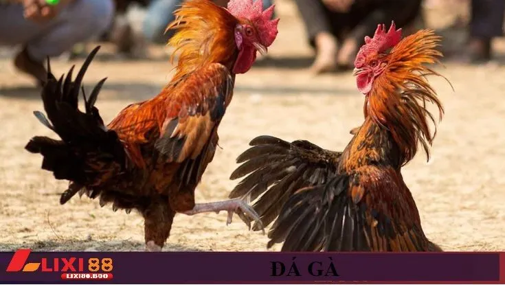 Đá gà lixi88 - id Cách tham gia nhanh chóng tại Lixi88